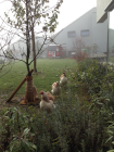 «Chickens in the Mist» (1/3) (27.12.2013)